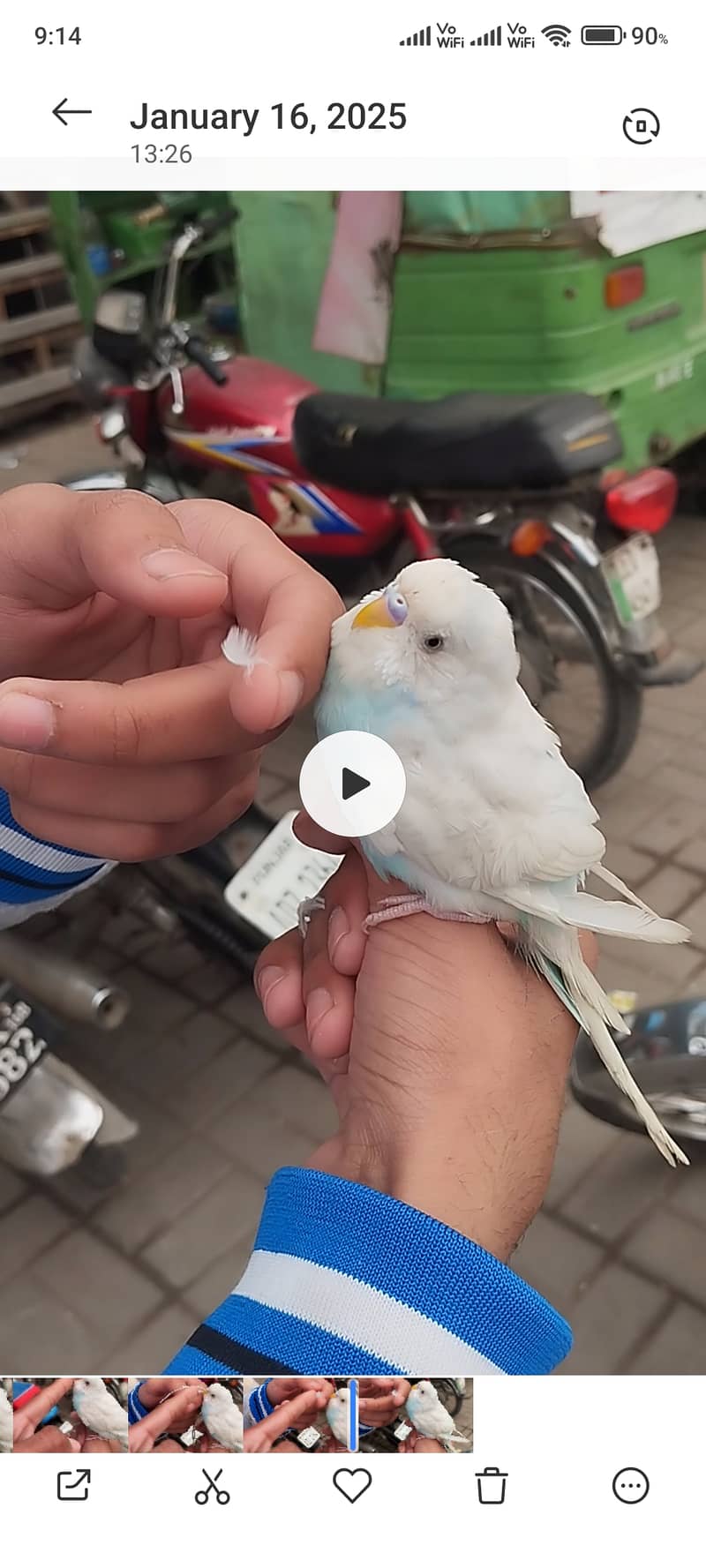 Hand tame parrot 3