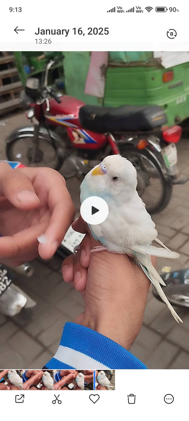 Hand tame parrot 4