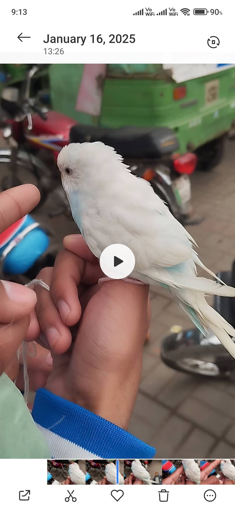 Hand tame parrot 5