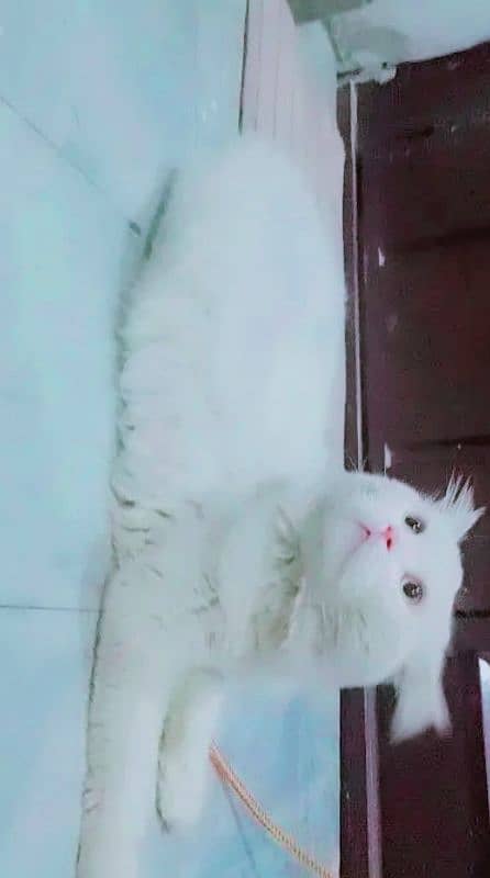 Persian cat 1