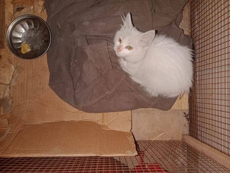 vaccinated Double coated Persian white male cat 1