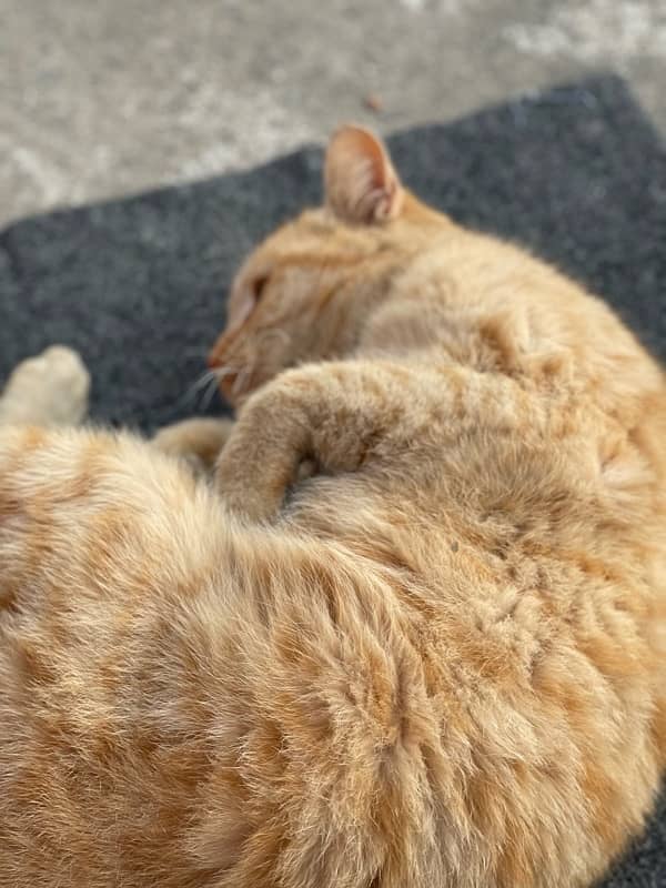 orange cat fluffy 1