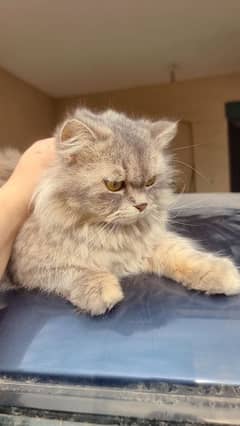 Persian Female Cat - Grey Cat