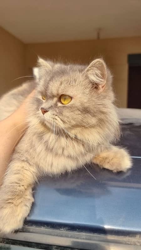 Persian Female Cat - Grey Cat 1