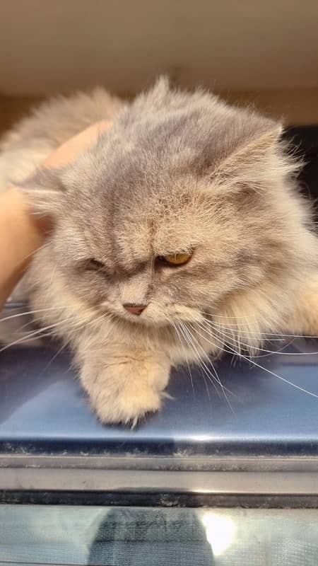 Persian Female Cat - Grey Cat 2