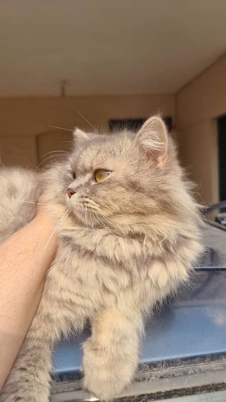 Persian Female Cat - Grey Cat 3