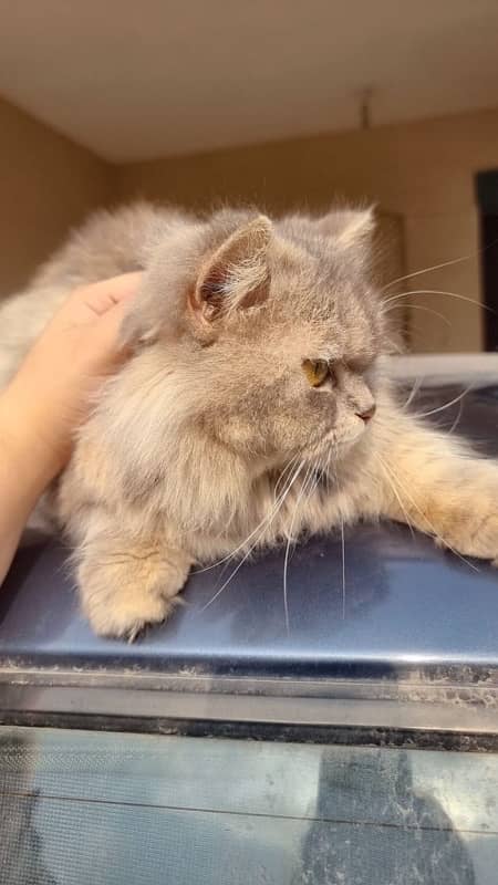 Persian Female Cat - Grey Cat 4