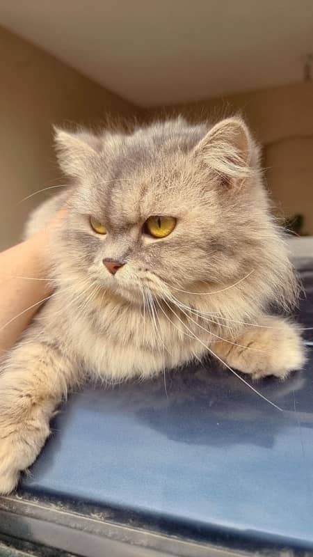 Persian Female Cat - Grey Cat 5