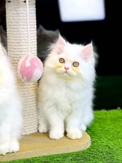 persian cats and kittens for sale wtsapp (0307/710/92/69)