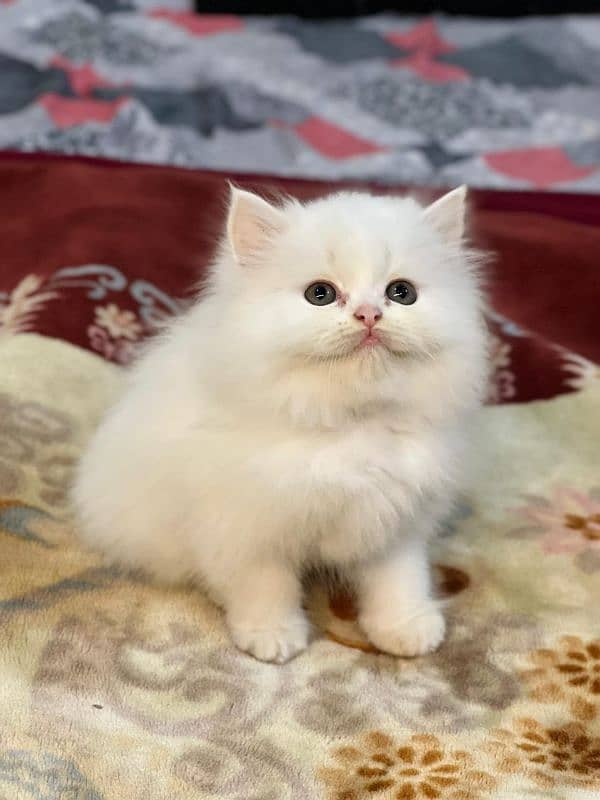 persian cats and kittens for sale wtsapp (0307/710/92/69) 2