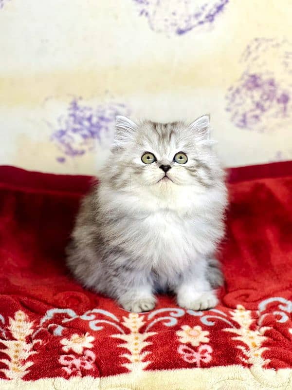 persian cats and kittens for sale wtsapp (0307/710/92/69) 3