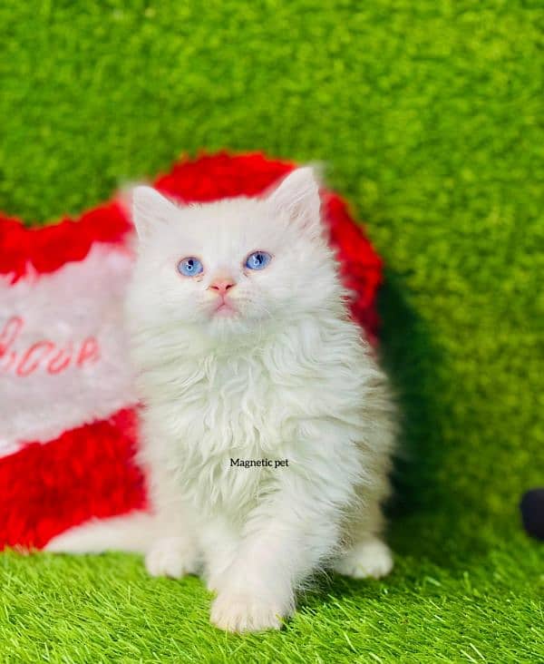 persian cats and kittens for sale wtsapp (0307/710/92/69) 12