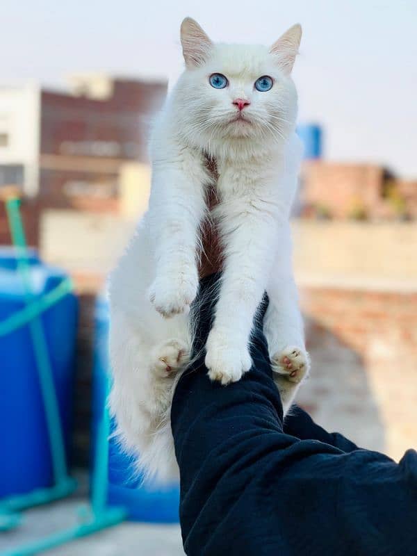 persian cats and kittens for sale wtsapp (0307/710/92/69) 15