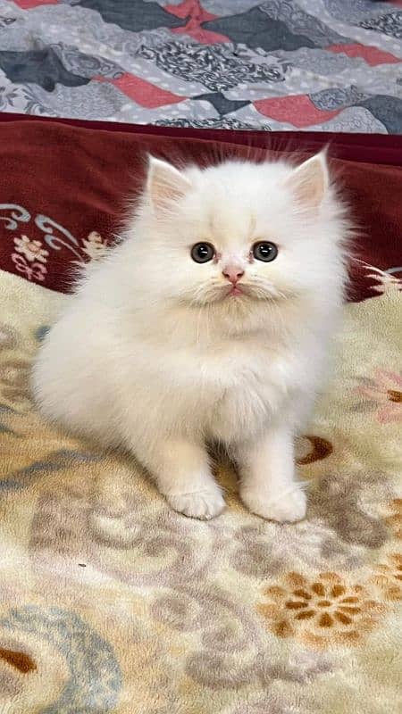 persian cats and kittens for sale wtsapp (0307/710/92/69) 16