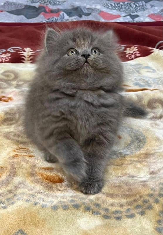 persian cats and kittens for sale wtsapp (0307/710/92/69) 17