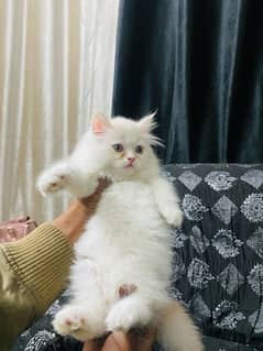 Persian kittens available