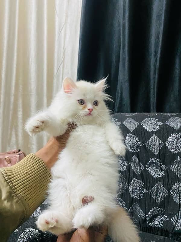 Persian kittens available 0