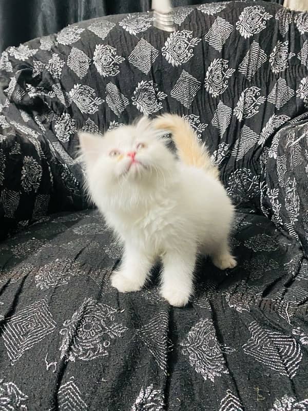 Persian kittens available 1