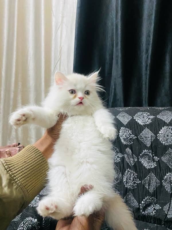 Persian kittens available 2