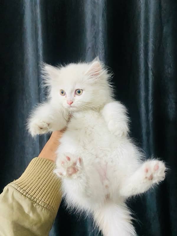 Persian kittens available 3