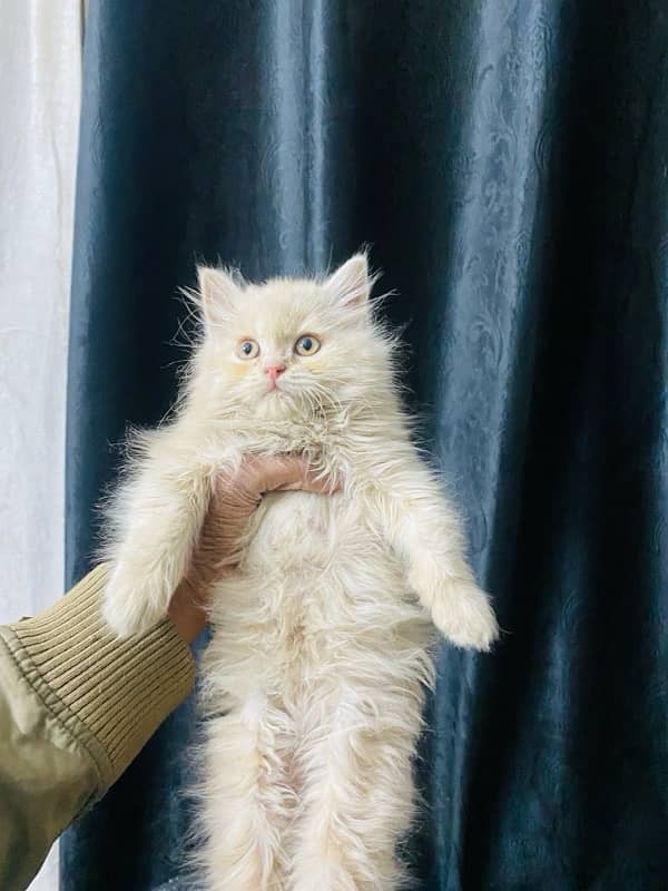 Persian kittens available 4