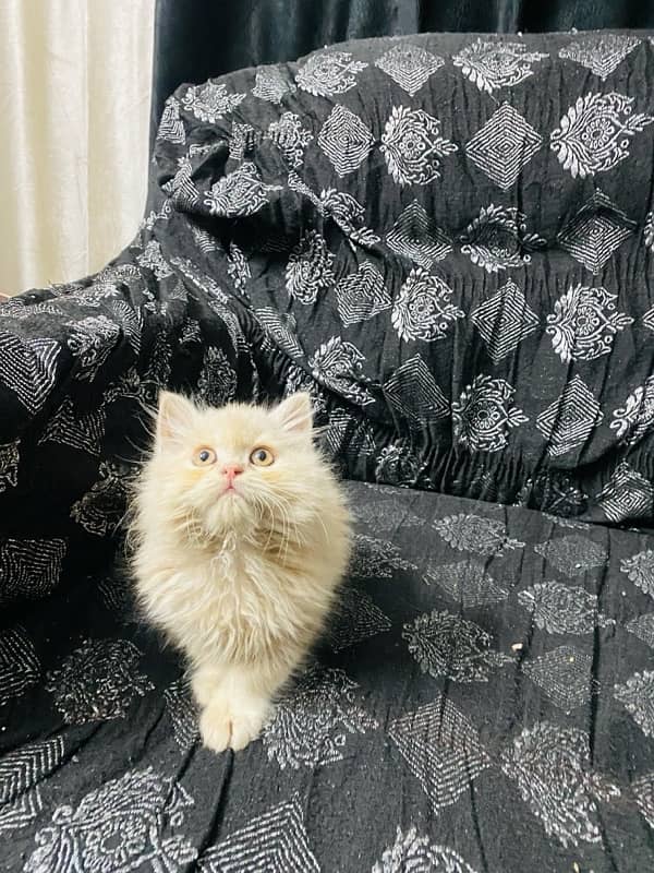 Persian kittens available 5