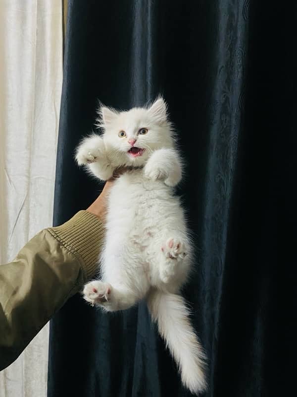 Persian kittens available 6