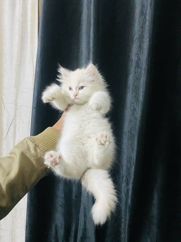 Persian kittens available 7