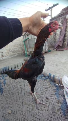 Thai , Shamo , mianwali Aseel hen or chicks available