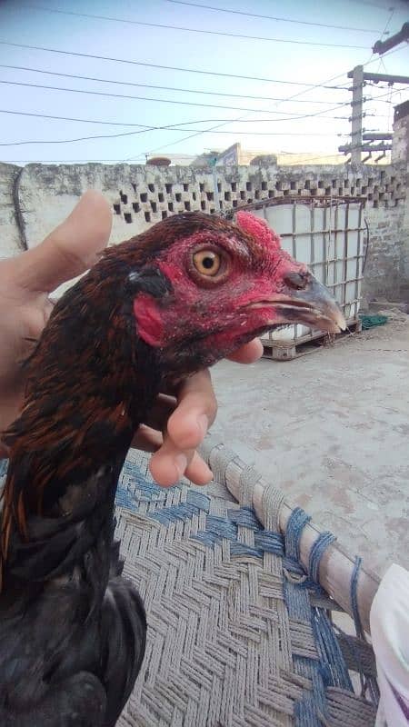 Thai , Shamo , mianwali Aseel hen or chicks available 2