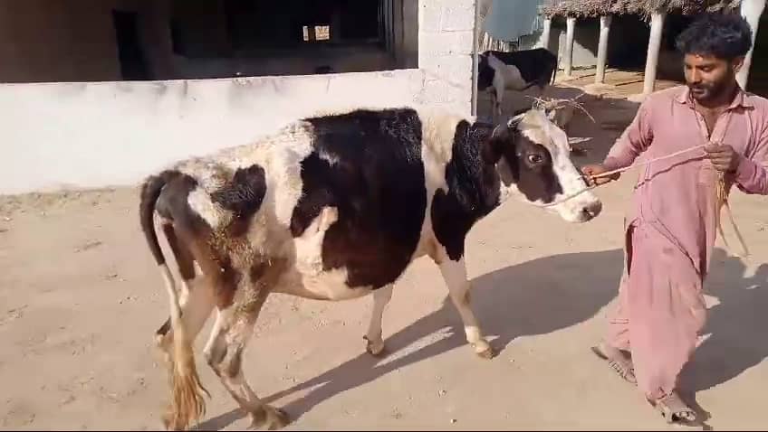 "Friesian Jersey Cross Cow (گائے), First Timer, Expected in 7-10 Days" 2