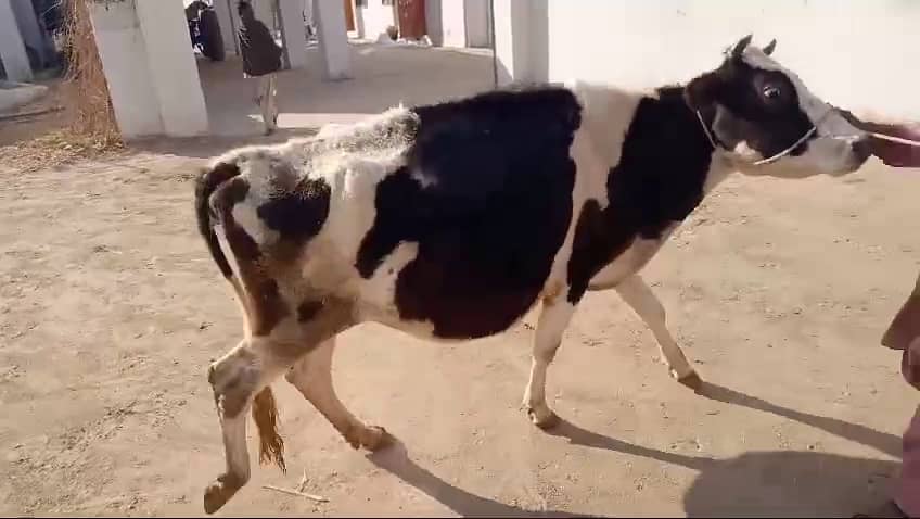 "Friesian Jersey Cross Cow (گائے), First Timer, Expected in 7-10 Days" 3