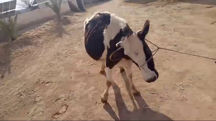 "Friesian Jersey Cross Cow (گائے), First Timer, Expected in 7-10 Days" 4