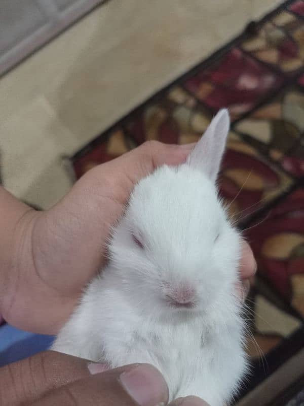 rabbit baby 3