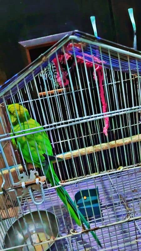 taking parrot 2