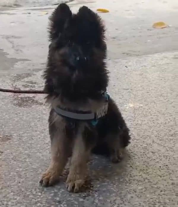 German shepherd Long Coat Male & Female  For Sale 03287625932WhatsApp 0