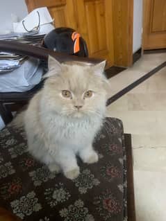 Persian kitten age 140 days,