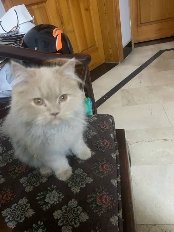 Persian kitten age 140 days, 1