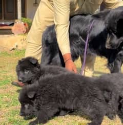 German shepherd Long Coat Male & Female  For Sale 03287625932WhatsApp