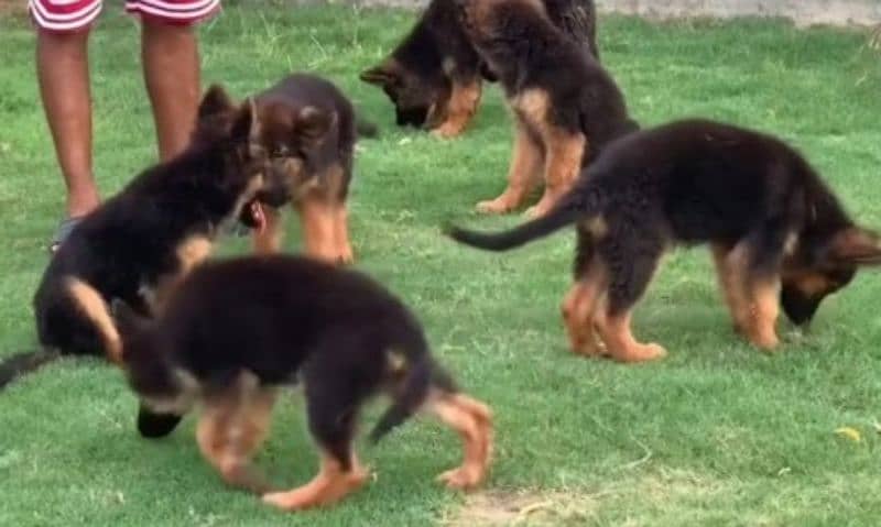 German shepherd Long Coat Male & Female  For Sale 03287625932WhatsApp 1