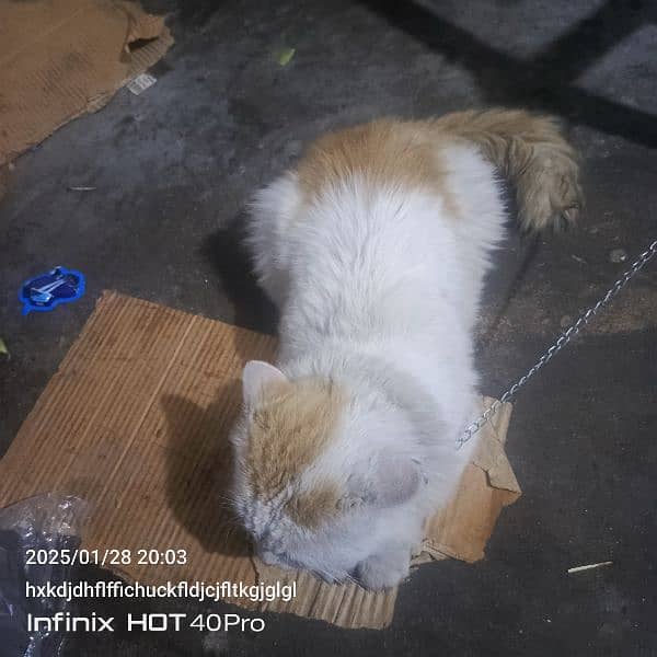 Persian male cat for sale 1