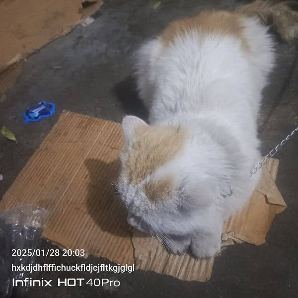 Persian male cat for sale 3