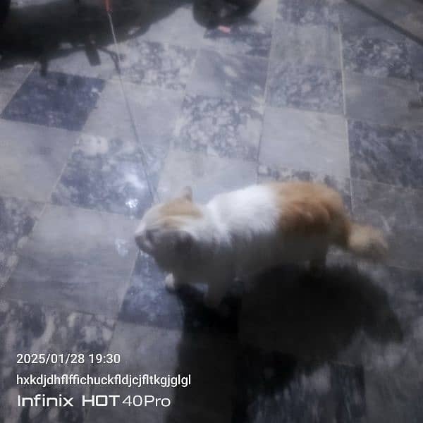 Persian male cat for sale 5