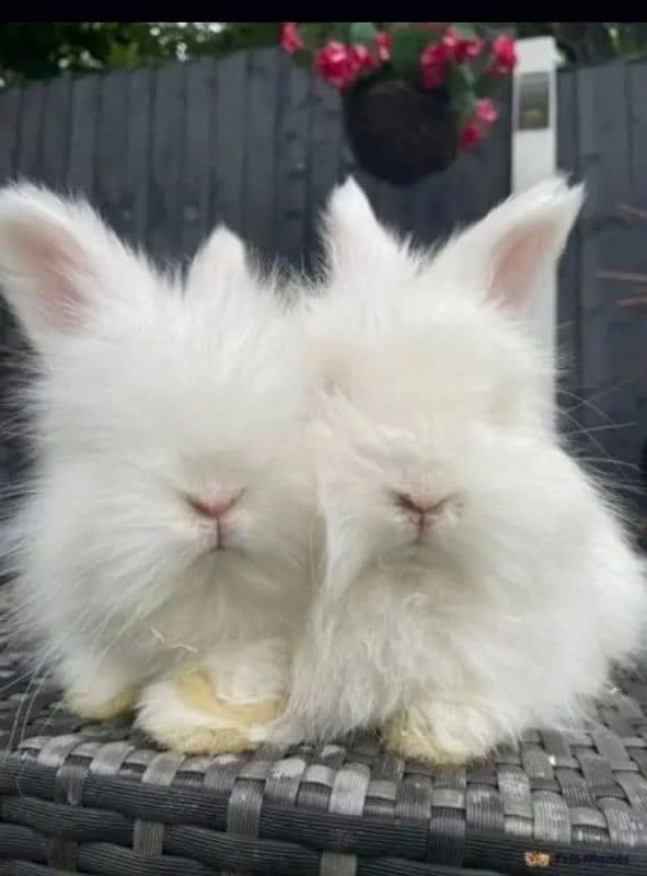 Male or female donano ka payer ha English angora rabbit white paper 0