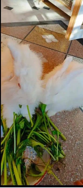 Male or female donano ka payer ha English angora rabbit white paper 1