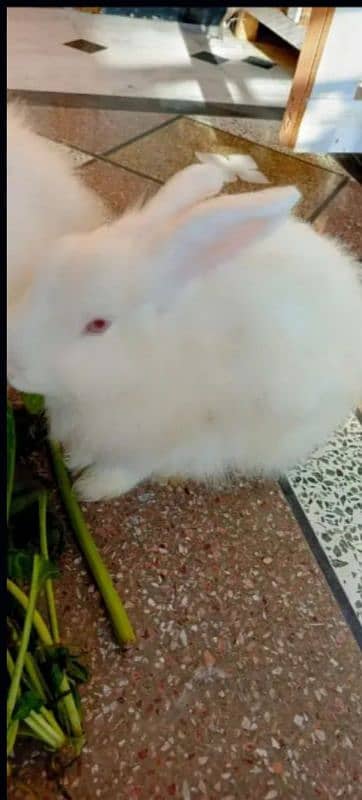 Male or female donano ka payer ha English angora rabbit white paper 2