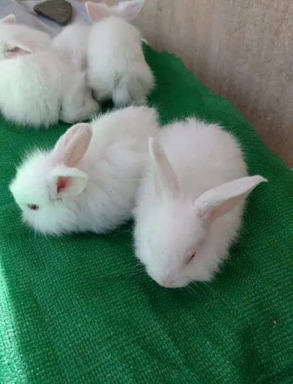 Male or female donano ka payer ha English angora rabbit white paper 3