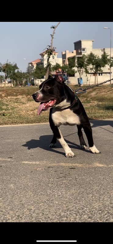 Pitbull Male trained 4