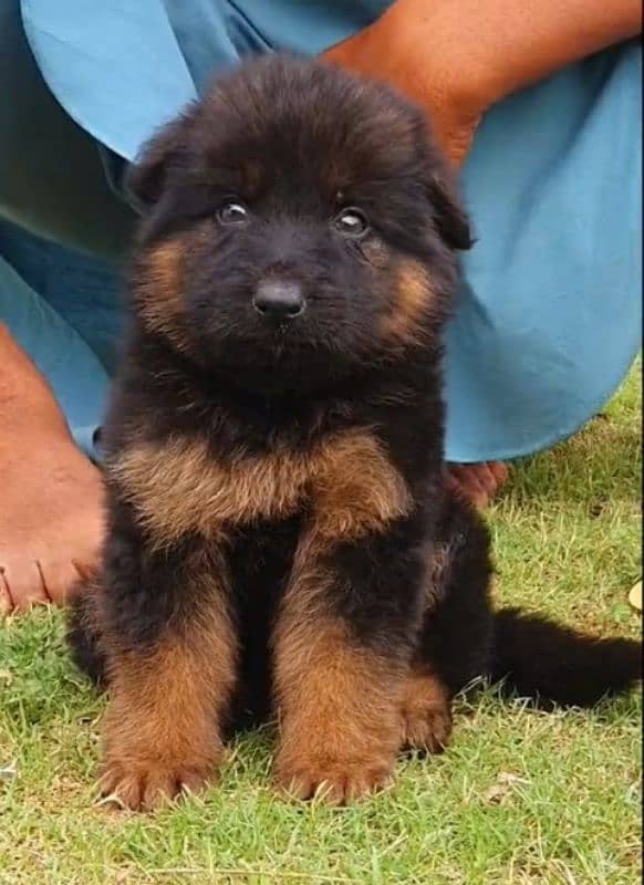 German shepherd Long Coat Male & Female  For Sale 03287625932WhatsApp 1