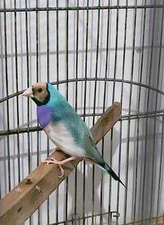 Blue gouldian finch breeder male